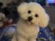 Chiot bichon frisé adopter 