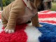 Chiot bulldog anglais à donner mâle 