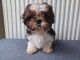 Chiot Shih Tzu a donner 