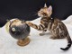 Adorable chaton Bengal à donner 