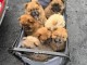 Chiot chow-chow a donner contre bon soin 