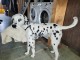 Adoption chiot dalmatien disponibles 