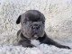 Adoption chiot bouledogue français 