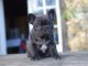 Adorable chiot bouledogue français mâle 