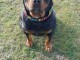 Bb chiots rottweiler pour compagnie 