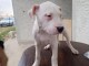 Chiots Dogo Argentino