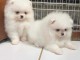 Chiot spitz nain disponibles pour adoption 