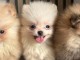 Je donne chiot spitz allemand disponibles 