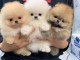 Chiot spitz nain disponibles de suite 