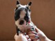 Boston Terrier chiots à vendre