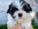 Magnifique chiots Shih Tzu à adopter 