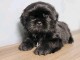 Chiot Shih Tzu à donner 