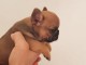 Chiot bouledogue français mâle 