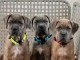 Chiot Cane Corso a donner 