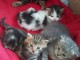 Chatons main coon disponibles 