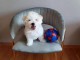 Chiot bichon maltais a donner 