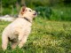 Chiot golden retriever à adopter 