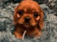 Chiot cavalier king charles a donner 