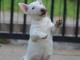 Mini Bull Terrier chiots