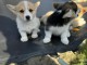 Chiots Welsh Corgi Pembroke