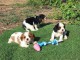 A donner contre bon soin chiots cavalier king charles 