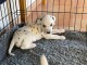 Chiot dalmatien a donner 