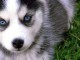 Je donne chiot husky disponibles 