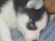 Chiot sibérien husky prêt à être adopté 