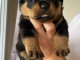 Chiot rottweiler pour adoption 