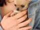 Adoption chiot chihuahua femelle 