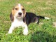 Chiot beagle disponibles pour adoption 