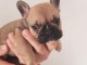 Chiot bouledogue français a donner 