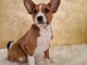 Basenji chiots à vendre