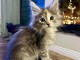 Chaton type maine coon disponibles 