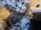 Chatons main coon disponibles 