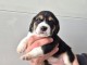 Chiot beagle disponibles 