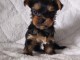 Adoption chiot yorkshire terrier 