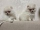 Chiot spitz allemand disponibles 