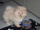 Dons chiot spitz allemand disponibles 