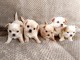 Je donne chiot chihuahua disponibles 