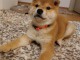 Shiba Inu chiots à vendre