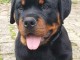 Chiot rottweiler a donner 