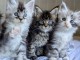 Adorable chaton main coon disponibles 