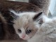 Je donne chaton Ragdoll disponibles 