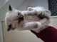 Chatons Ragdoll a donner 