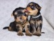 Chiot yorkshire terrier a donner 