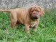 Chiot dogue bordeaux à donner 