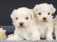 A donner contre bon soin chiots bichon maltais 