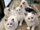 Chatons sacré birman a donner 