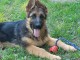 Chiot berger allemand a donner 